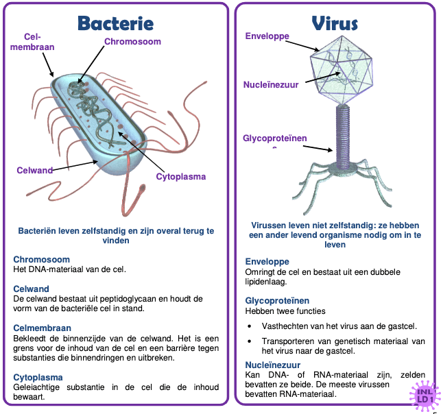 Verschil Bacterie versus Virus